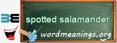 WordMeaning blackboard for spotted salamander